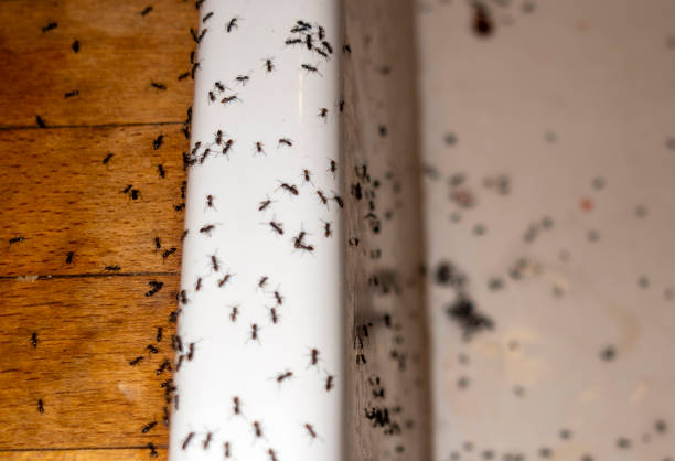 Best Emergency Pest Control  in Sublette, KS