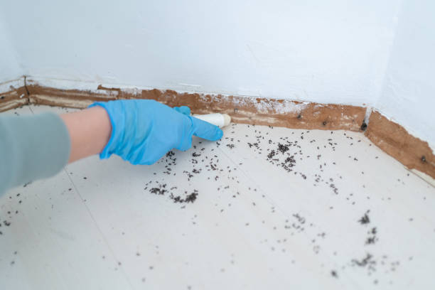 Best Local Pest Control Services  in Sublette, KS
